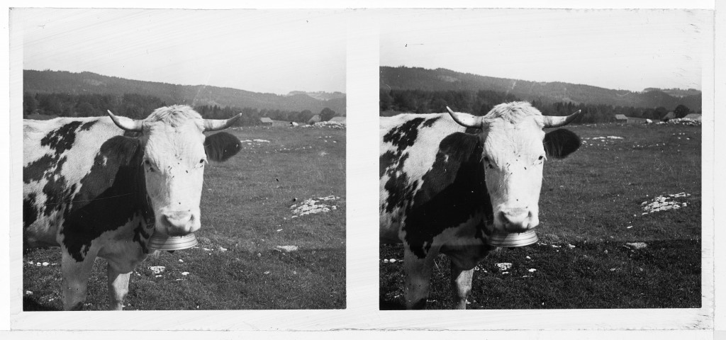 Montbenoît. - Vache près des Courtots